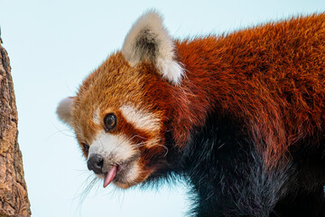 a red panda (Ailurus fulgens) closeup image it is a mammal native to the eastern Himalayas and southwestern China The red panda has reddish-brown fur, a long, shaggy tail, and a waddling gait  © Danny Ye