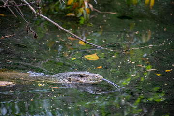 Fototapeta premium an Asian water monitor(Varanus salvator) is swimming in the pond of Sungei Buloh Wetland Reserve Singapore. It is a large varanid lizard native to South and Southeast Asia.