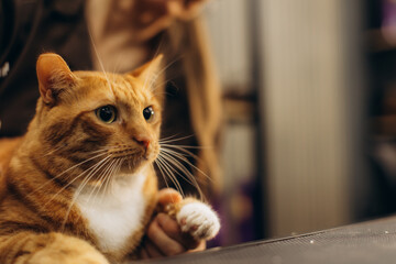 Ginger cat looking attentive with person's hand