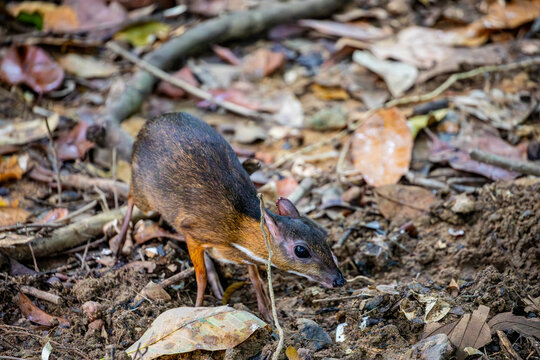 the wild lesser mouse deer (Tragulus kanchil) in Lower Peirce Reservoir Park Singapore.  a species of even-toed ungulate in the family Tragulidae.