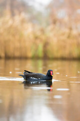 Common Moorhen close-up swimming in a pond