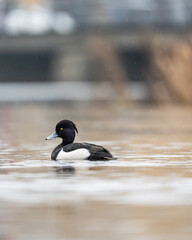 Tufted duck swimming in a pond