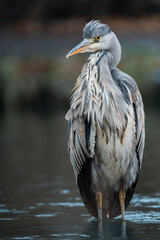 Gray heron standing in the river looking for prey