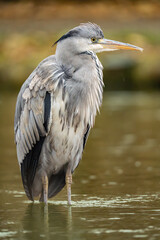 Gray heron standing in the river looking for prey