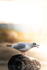 Black-headed gull sitting on a rock screaming at the other seagulls