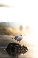 Black-headed gull sitting on a rock by the beach