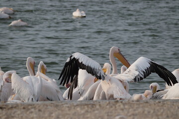 A dense colony of Great White Pelicans crowds a concrete embankment, mixing with dark waterbirds, while more pelicans float on the rough water surface. Avian migration and cohabitation.