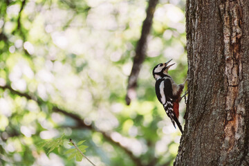 A great spotted woodpecker with black, white, and red plumage clings to a tree trunk, keeping its beak open in hot weather