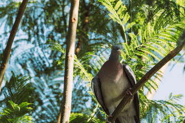 A wood pigeon (Columba palumbus) sits calmly on a tree branch surrounded by green leaves in summer sunlight