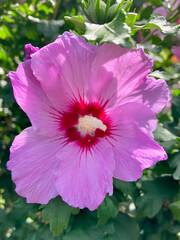 Hibiskusbl&uuml;te 