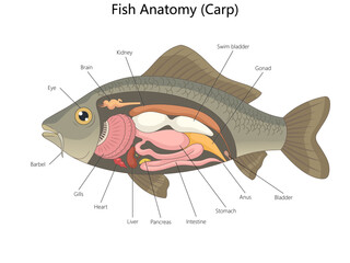 carp showing detailed internal organs including gills, brain, heart, swim bladder, and digestive system parts diagram hand drawn schematic vector. Science educational illustration