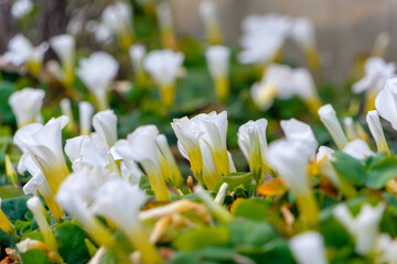 春の光を浴びて庭の地面に群生する白と黄色の小さな花々