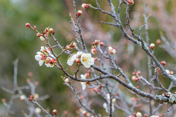 春の訪れを告げる白梅の蕾と開花し始めた枝