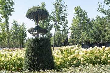 A lush garden landscape features a meticulously shaped topiary amidst blooming hydrangeas, surrounded by tall green trees under a clear blue sky, creating a peaceful outdoor scene