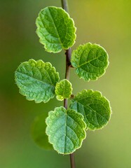 Fresh Green Leaves on a Branch - A Symbol of New Growth.