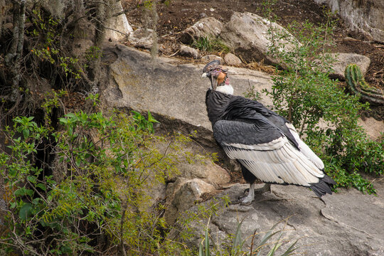Vultur gryphus, Condor andino macho adulto