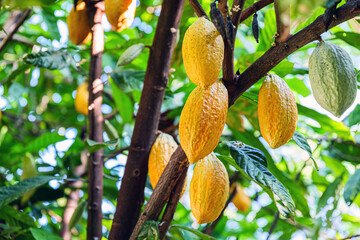 Ripe yellow Cacao pods Hanging on Tree Branch
