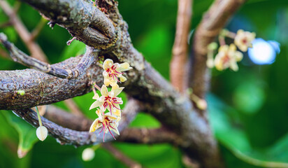 Cacao Flower Blooming on Tree, Close-up of delicate Cacao Blossoms on cocoa tree