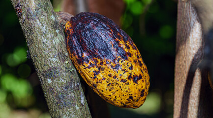 Black Pod Disease on Cacao Fruit in plantation