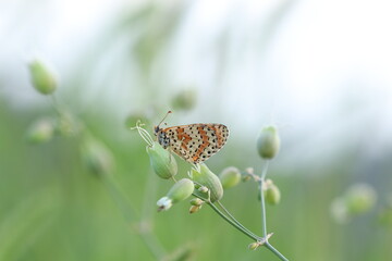 una farfalla melitaea didyma su della silene vulgaris