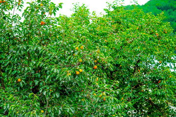 Persimmon tree with Ripe orange persimmons fruit in autumn garden in Korea