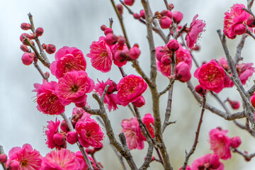 青空に映える紅梅のクローズアップ 春の訪れ