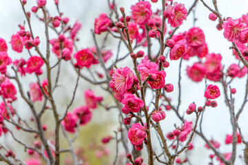 春を告げる鮮やかな紅梅の花 満開の梅の木