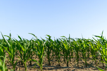 Naklejka premium Young corn plants stand in neat rows in an open field. The ground is dry, and the clear blue sky stretches above without any clouds during the day