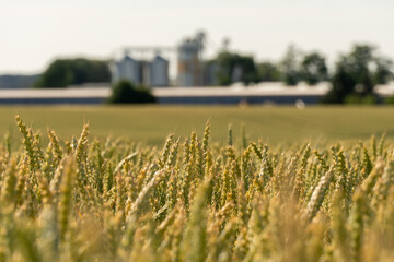 Golden wheat grows in a large field with grain silos visible in the background. The sun shines brightly on this agricultural landscape © Роман Булатов