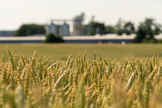 Golden wheat grows in a large field with grain silos visible in the background. The sun shines brightly on this agricultural landscape