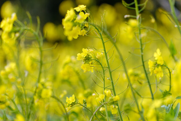 Obraz premium 春の光を浴びて菜の花畑で鮮やかに咲く黄色い花と緑の茎