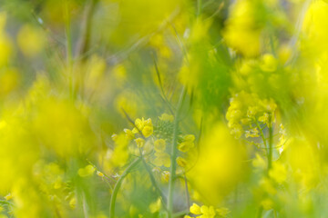 柔らかな光とボケ味に包まれた満開の菜の花が作る春の背景素材