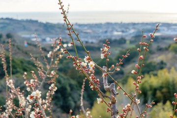 海と街並みを背景に山肌で咲き誇る白梅の枝と早春の風景