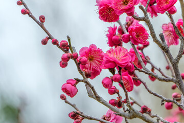 鮮やかな紅梅の花と蕾が春の訪れを告げるクローズアップ