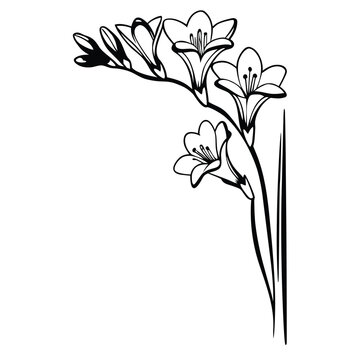 Freesia Flower Branch Line Art Drawing, Minimalist Floral Botanical Illustration