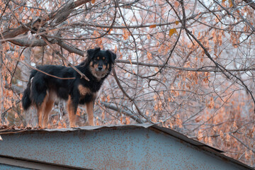 Thoughtful stray dog standing on a garage roof in a quiet autumn yard