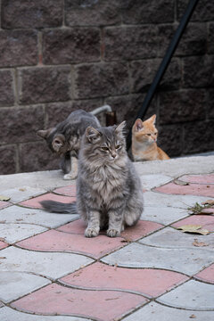 Group of stray cats sitting together in an urban courtyard