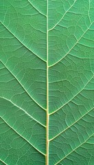 Fototapeta premium Detailed Study of Symmetrical Leaf Veins Displaying Nature s Intricate Patterns and Designs