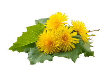 Bright Yellow Dandelion Flower Bloom with Green Leaves in Natural Setting