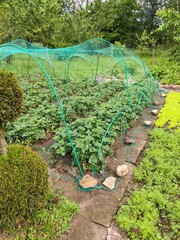 Strawberry beds covered with bird netting, organic farming.