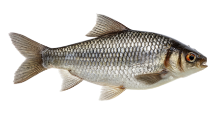Silver Fish with Shiny Scales and Orange Eye Isolated on Transparent Background