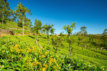 Sri Lanka tea plantations view