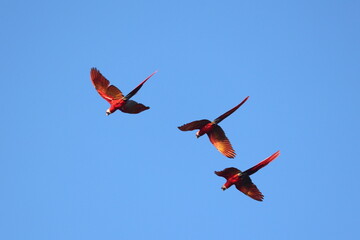 Scarlet Macaws Soaring Freely in the Blue Sky