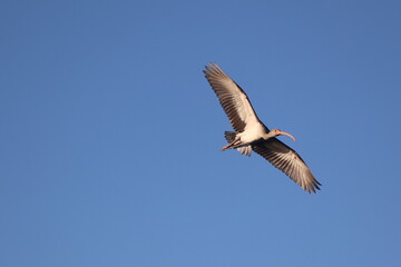Obraz premium White-faced Ibis in Flight against Blue Sky