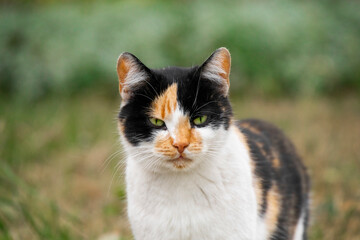 Close-up portrait of a beautiful tricolor cat (black, white, and ginger) outdoors. The cat has an intense gaze and bright green eyes against a soft blurred background