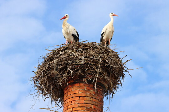 Nesting White Storks (Ciconia ciconia), on a tall brick chimney stack, Portimao, Algarve, Portugal