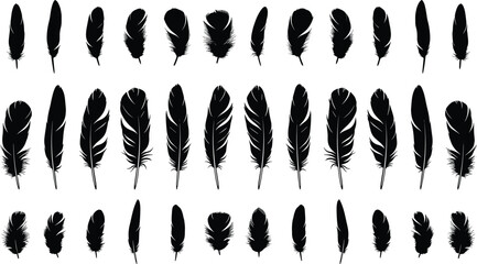 Variety of feather silhouettes and quill icons, detailed plume shapes, decorative bird plumage collection, vector set of black feather illustrations for designers © Mason Murp Creations