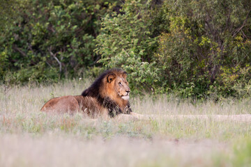 a big black maned lion early morning © Jurgens
