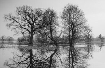 Landscape in the park. Old trees, black and white photography.