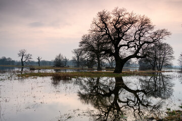 Landscape in the park. Old trees.